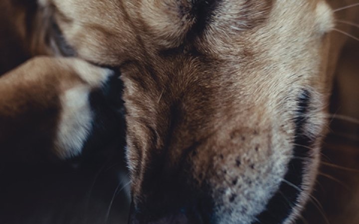 dermatitis-atopica-perros