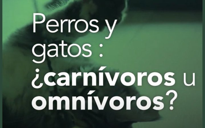 perros-gatos-carnivoros