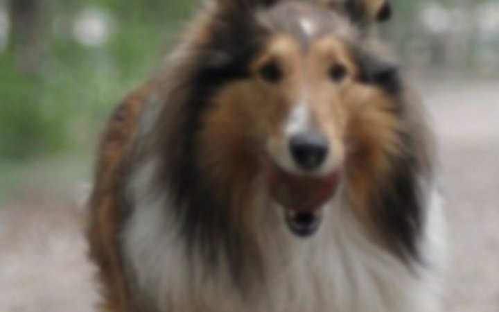 chien---5---1680-x-300