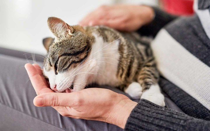 Tabby cat licking a person's hand while resting on their lap indoors.