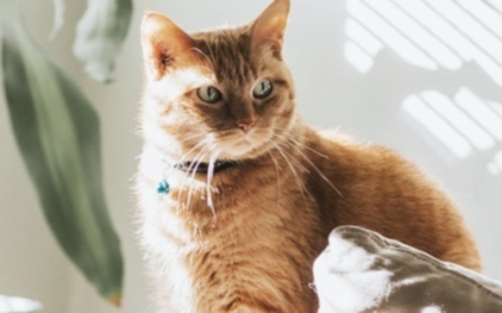 covid-19-gatos