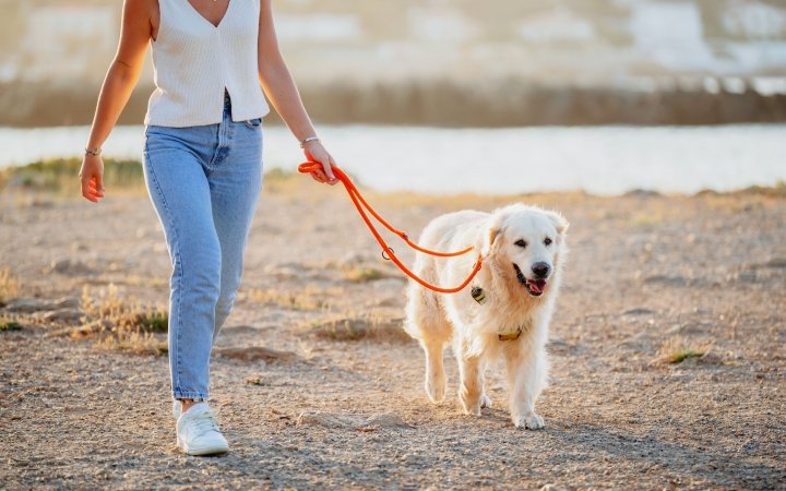 Dog with pet owner at the beach