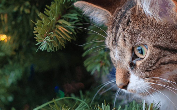 navidad-gato