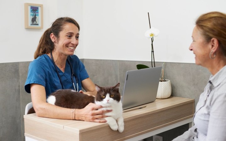 Smiling veterinarian with stethoscope talking to pet owner while cat rests on desk in veterinary clinic.