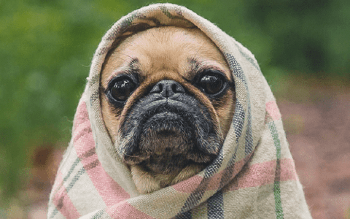 perros_frio