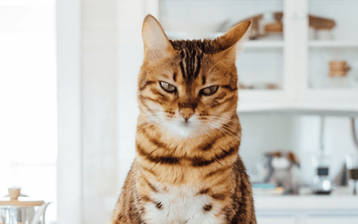 desparasitar-gato