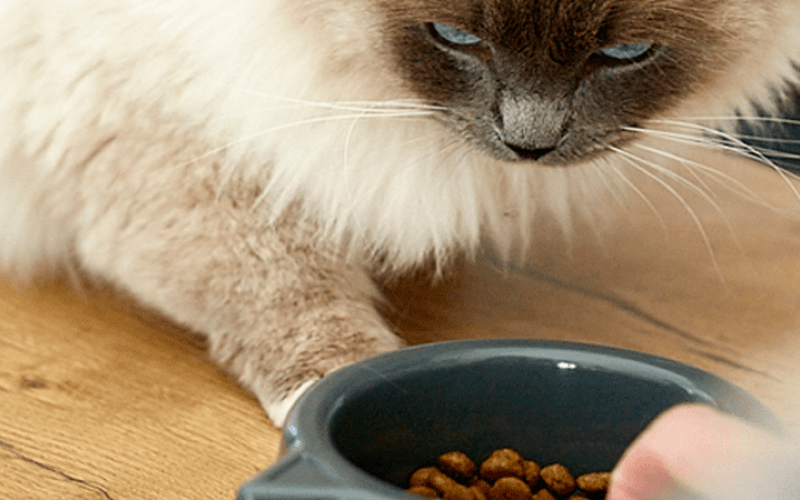 alimentacion-perros-gatos