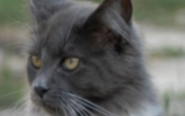 chat---4---1680-x-300-