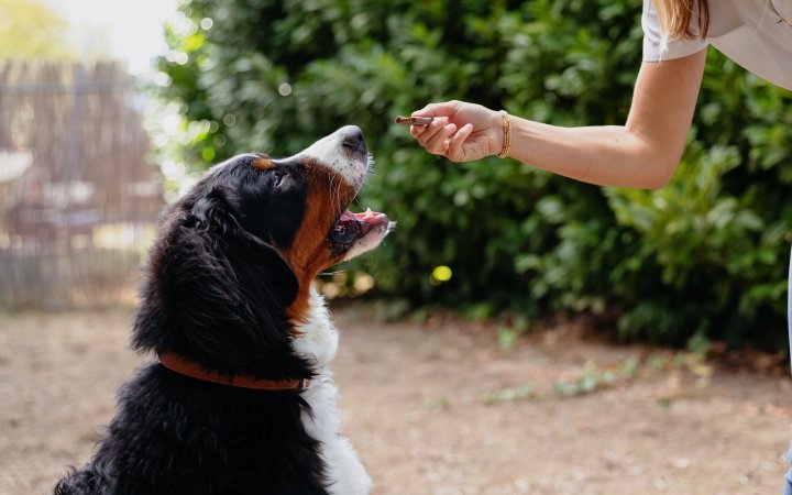 Pet owner giving Veggiedent