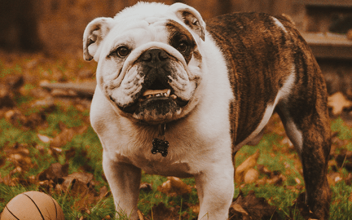 perro_otoño_hojas