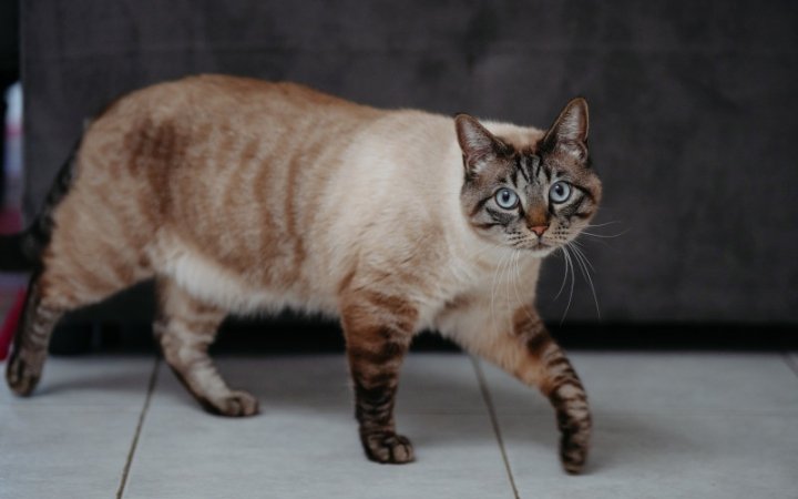 Cat walking