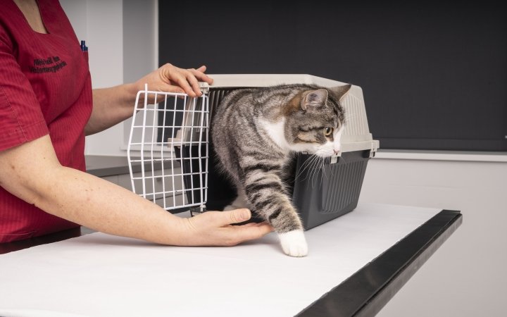 Cat at the vet