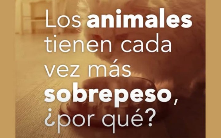 mascotas-unicas