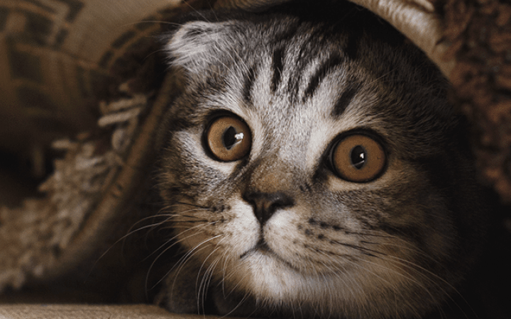 gato_escondido_miedo