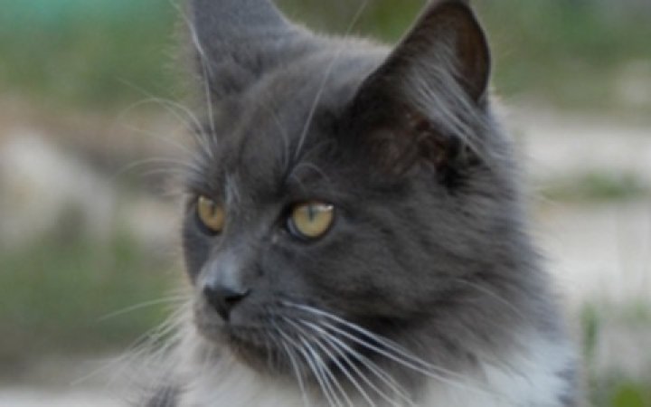 chat---4---1680-x-300-