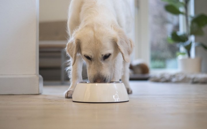 Dog eating