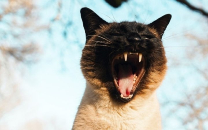 alimentacion-optima-gato