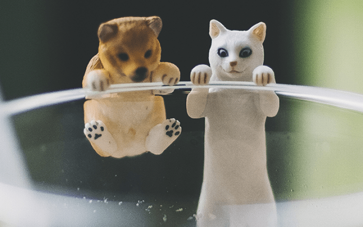 nutricion_perros_gatos