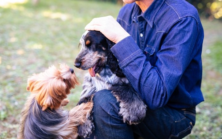 Two dogs with pet owner