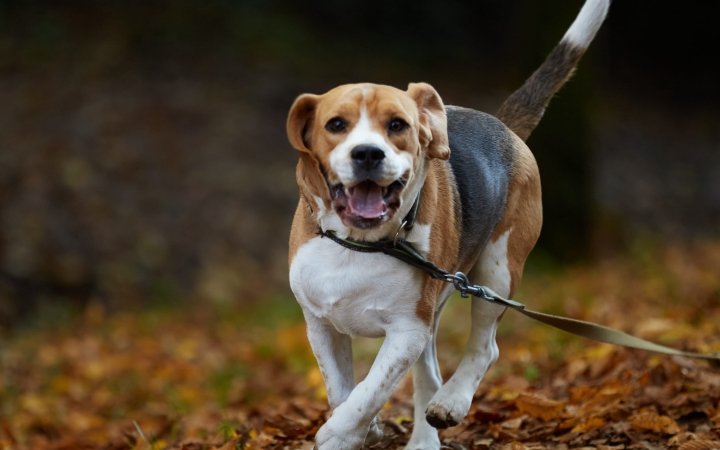 Dog running - automn