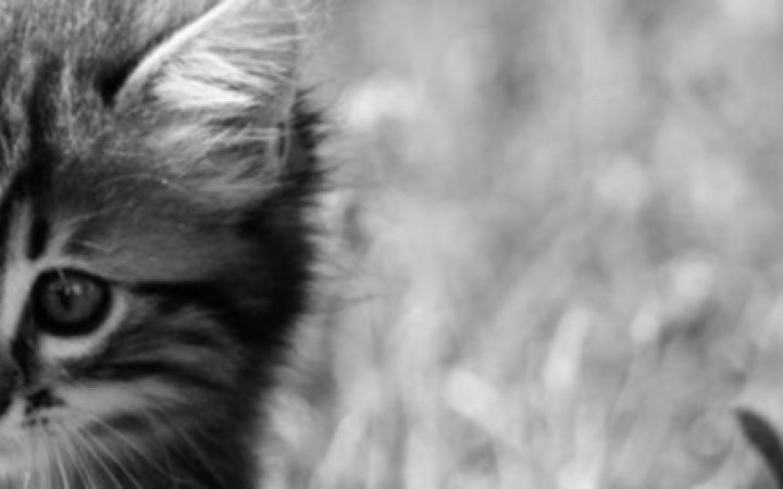 A7304626-resize1680x1120-crop1680x445-crop1680x271