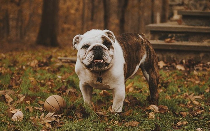 perro-obeso