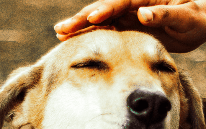 perro-sin-raza