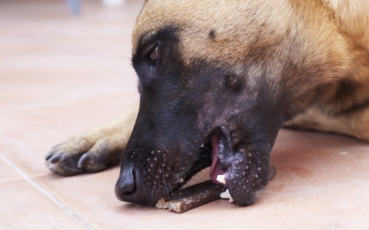 Dog with veggiedent