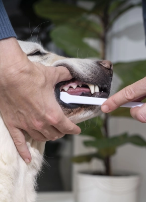 cepillando-boca-perro