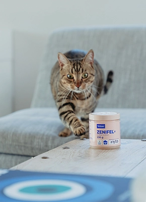 Reducir estrés gatos en casa