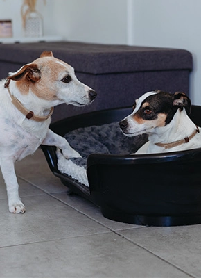 Perros amigos zenidog collar