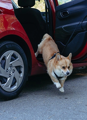 Perro viajando con zenidog