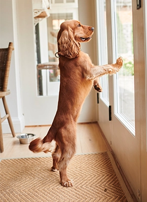 Perro esperando al tutor