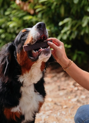 perro-comiendo-snack-dental