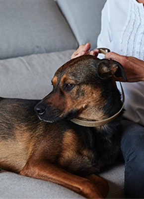 Ajustando collar perro