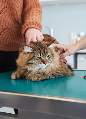 Ideal para visitas al veterinario