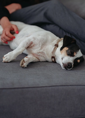 Perro sin estrés Zenidog Virbac