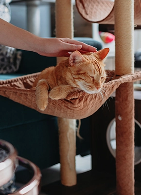 Gato relajado en casa