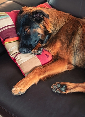 Perro durmiendo relajado