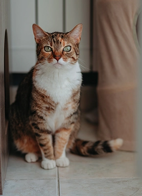 Combatir estrés en gatos