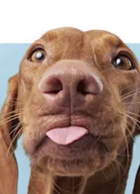 Prueba 2 imagen perro