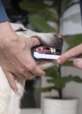 cepillando-boca-perro