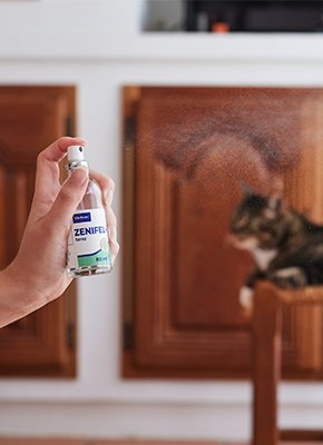 zenifel spray feromonas para gatos