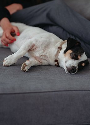 Perro sin estrés Zenidog Virbac