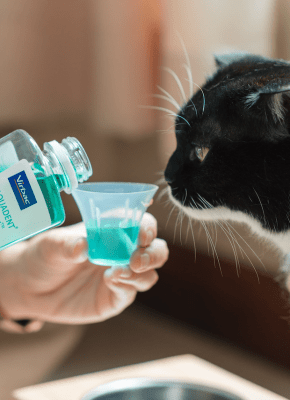 solucion-agua-bebida-mascotas