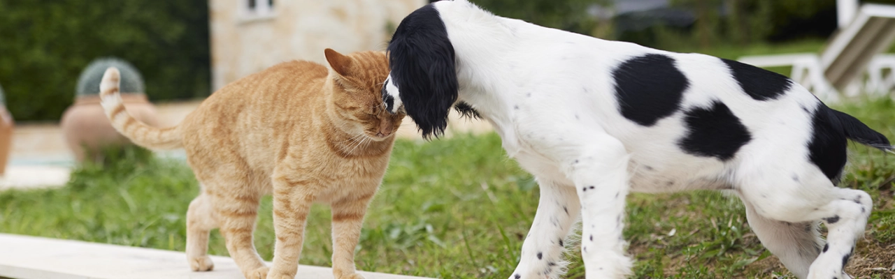 perro-gato-feliz-virbac