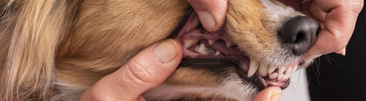 porque mi perro me huele la boca