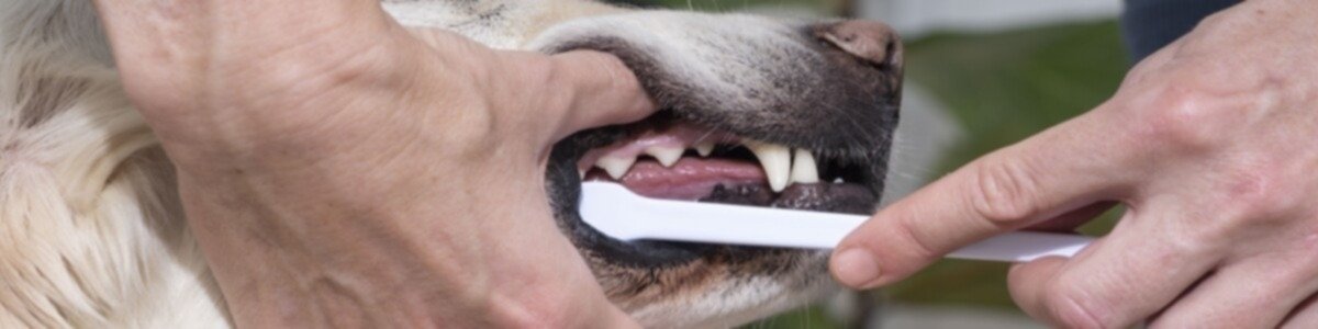 puedo cepillar los dientes de mi perro con un cepillo de dientes humano