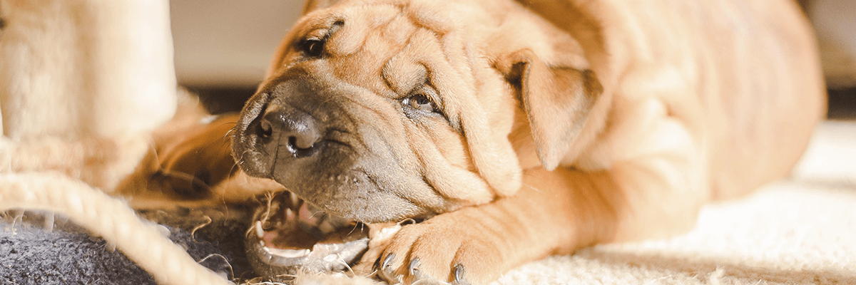 cómo deben ser las encías de un perro