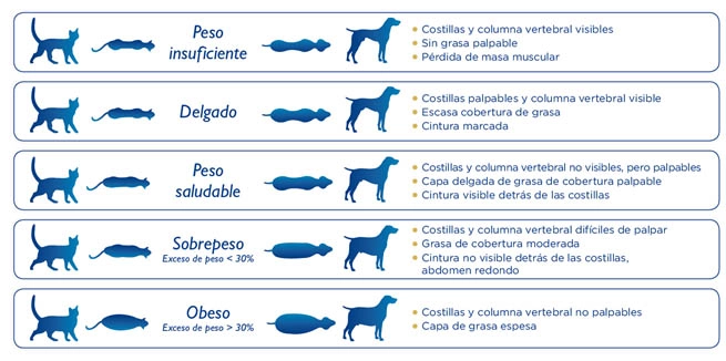 guia-sobrepeso-mascotas